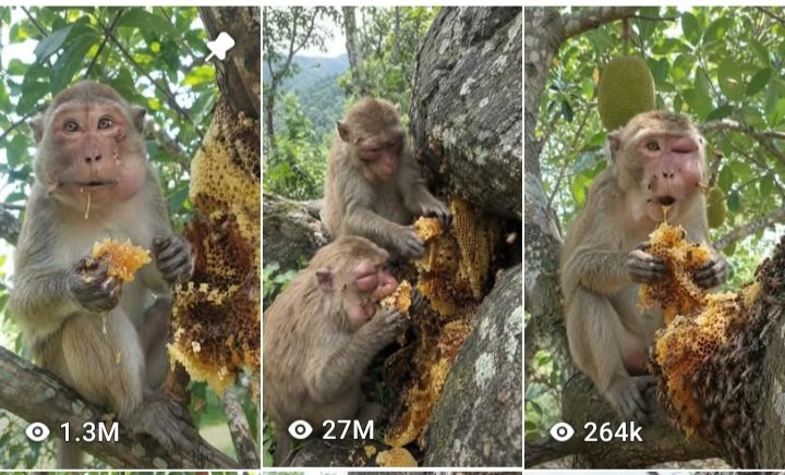 Monkey eating Honey 🍯